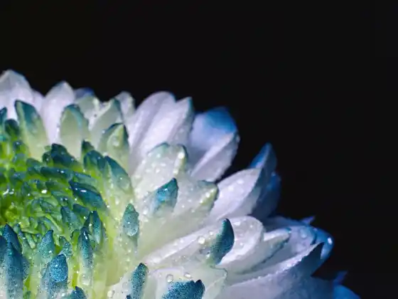 Kelenjar Pineal dan Pengaktifan DNA