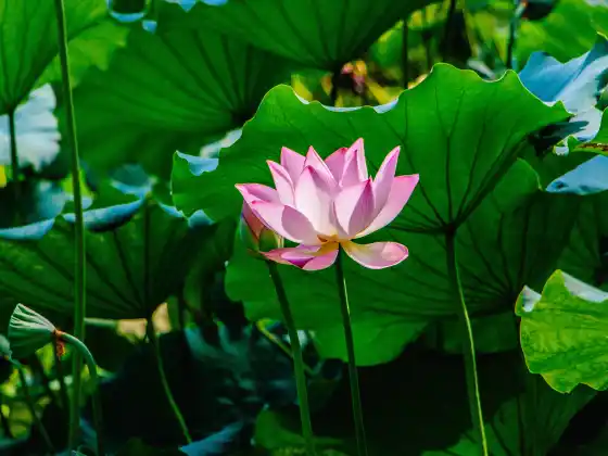 33 Dakikalık Uzaktan Reiki Şifası