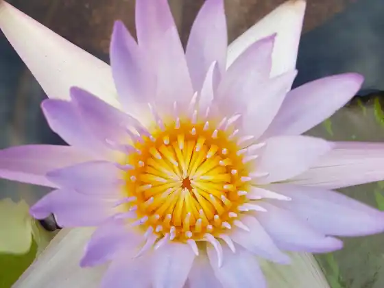 El viaje de los chakras: una exploración del sistema de chakras para la salud y la sanación