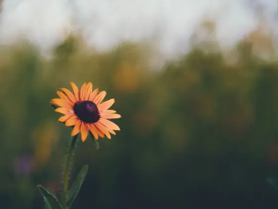 The Power of Gratitude