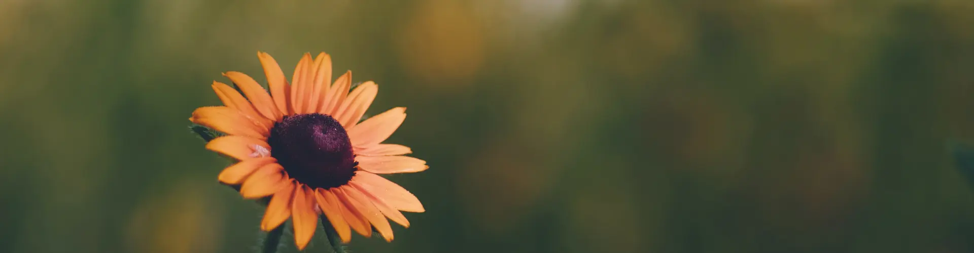 The Power of Gratitude - Online Class by Janette Stuart